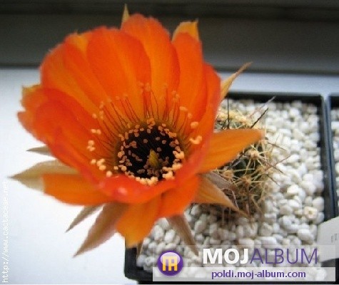 Lobivia rubescens
Avtor: Leon56
rastline.mojforum.si  