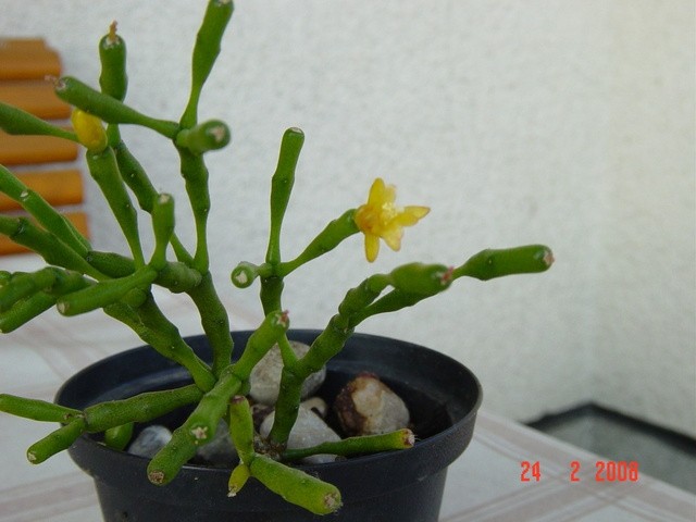 Hatiora salicornioides
Avtor: muha
rastline.mojforum.si
