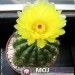 Notocactus ottonis 
Avtor: Leon56
rastline.mojforum.si