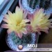 Notocactus concinnus
Avtor: Leon56
rastline.mojforum.si 