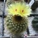 Notocactus scopa  V. Sulphurea W.
Avtor: Leon56
rastline.mojforum.si 