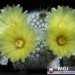 Notocactus succineus v.Alphinus
Avtor: Leon56
rastline.mojforum.si  