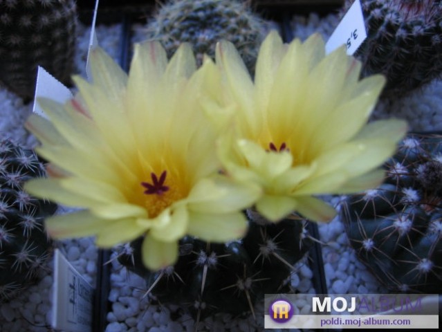 Notocactus submammulosus ssp. pampeanus
Avtor: Leon56
rastline.mojforum.si 