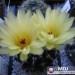 Notocactus submammulosus ssp. pampeanus
Avtor: Leon56
rastline.mojforum.si 