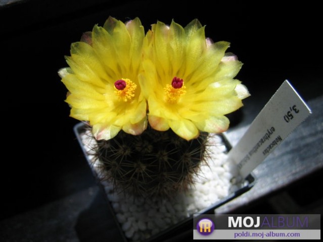 Notocactus erythracanthus Schl165
Avtor: Leon56
rastline.mojforum.si 