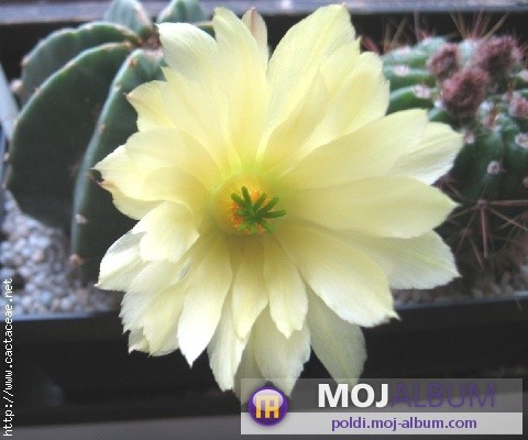 Echinocereus subinermis
Avtor: Leon56
rastline.mojforum.si