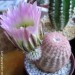 Echinocereus pectinatus 
Avtor: Leon56
rastline.mojforum.si