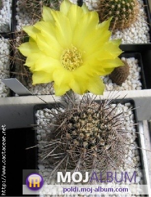 Lobivia shaferi
Avtor: Leon56
rastline.mojforum.si