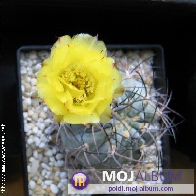 Acanthocalycium glaucum
Avtor: Leon56
rastline.mojforum.si 