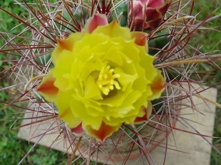 Ferocactus  hamatacanthus 
Avtor: primozc
rastline.mojforum.si