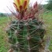 Ferocactus  hamatacanthus 
Avtor: primozc
rastline.mojforum.si