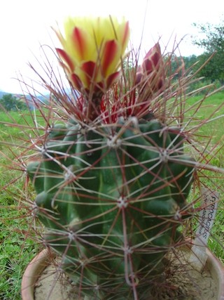 Ferocactus  hamatacanthus 
Avtor: primozc
rastline.mojforum.si