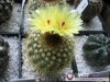 Notocactus scopa  V. Sulphurea W.
Avtor: Leon56
rastline.mojforum.si 