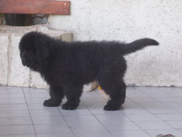 15.05.2008
joj, zakaj me zdaj slikaš, ko lulam?