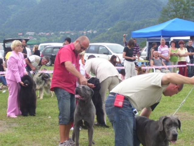 31.08.2008
CAC TRBOVLJE
najlepši pes Zasavja
srbski sodnik NEMANJA JOVANOVIČ