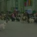 09.11.2008 CACIB VRTOJBA
defile prvakov - najmlajši
v konkurenci 22 psov