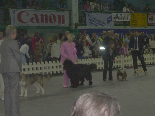 09.11.2008 CACIB VRTOJBA
defile najmlajši
sodnica Barbara Müler - Švica