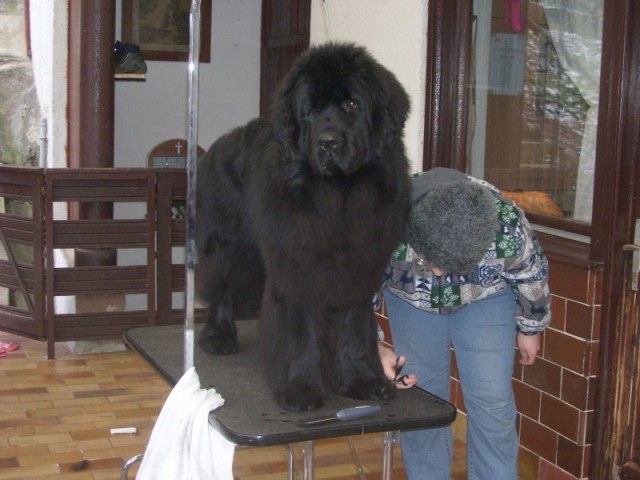 29.12.2008
striženje