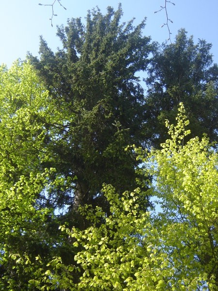Drevo 1 - Smreka