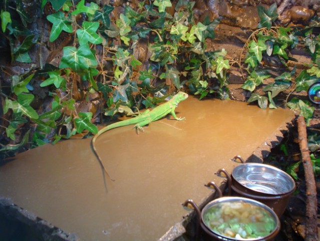 Legvan iguana-iguana - foto