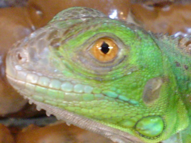 Legvan iguana-iguana - foto povečava