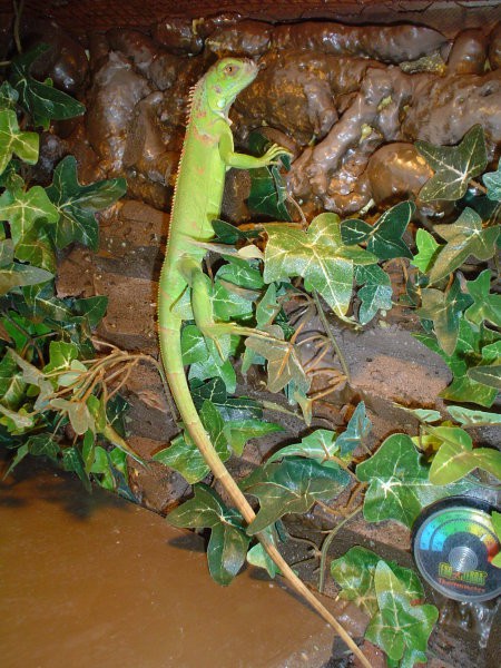 Legvan iguana-iguana - foto povečava