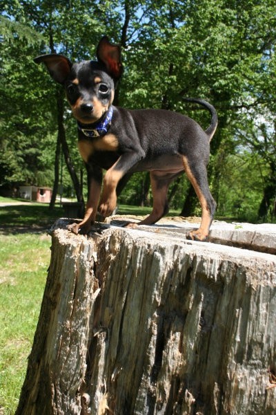 Nela - foto povečava