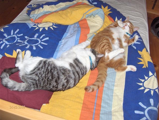 Oranžko=Minimuc, sivko=Srečko. Kukr 