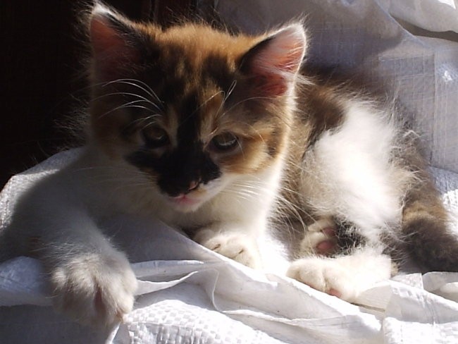 Muci - foto povečava