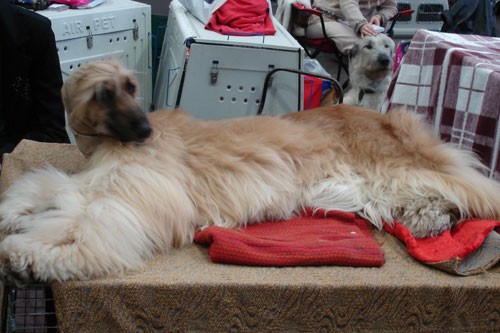 Lj. cacib 06 - foto povečava