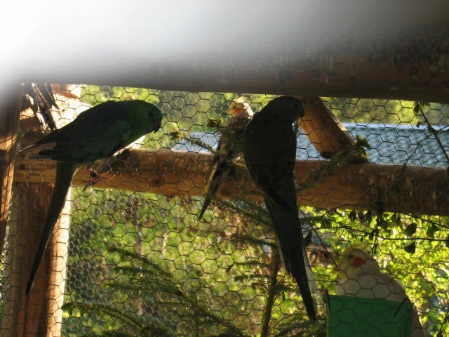 Pojoče papige