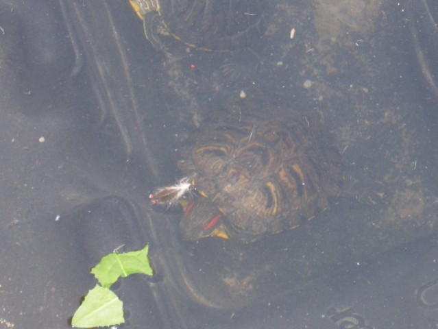  2 želvaka v ribniku