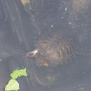  2 želvaka v ribniku