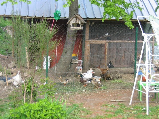kokoši in račke