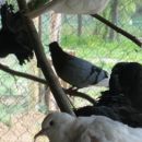 golobi in grlice