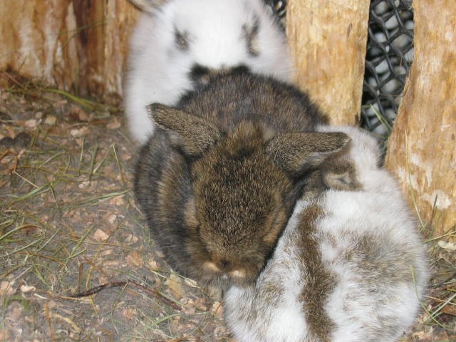 Zajčki - foto povečava