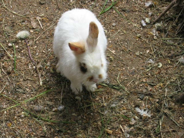 Zajčki - foto