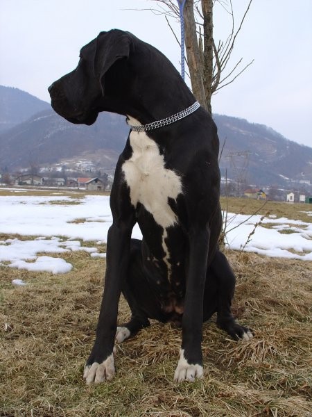 Nemška doga (Oda) AUDE des terres de la rairi - foto povečava