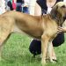 Fila-brasileiro, samica; amber rio grande