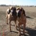fila- brasileiro