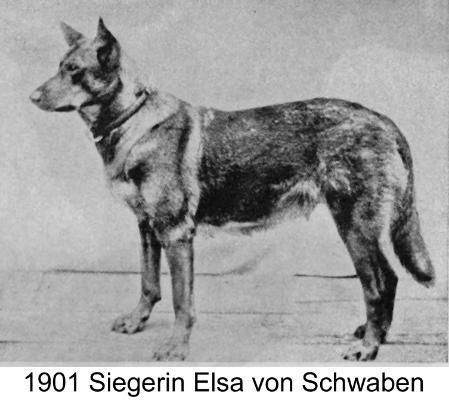 GS 1901, Elsa von Schwaben