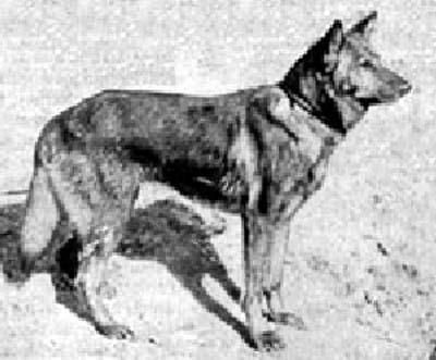GS Horand von Grafrath 1895