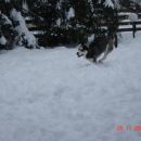 Kan in Alba skupaj 1. v snegu :)