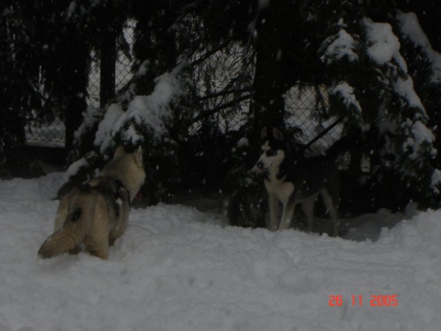 Kan in Alba skupaj 1. v snegu :) - foto