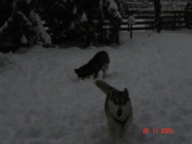 Kan in Alba skupaj 1. v snegu :) - foto povečava