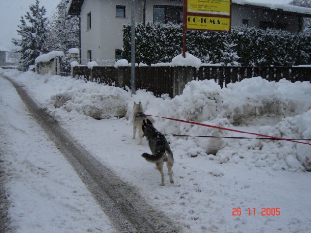 Kan in Alba skupaj 1. v snegu :) - foto