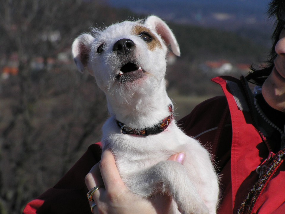 WINNY THE WITCH DE VALO DO CRIZ - foto povečava