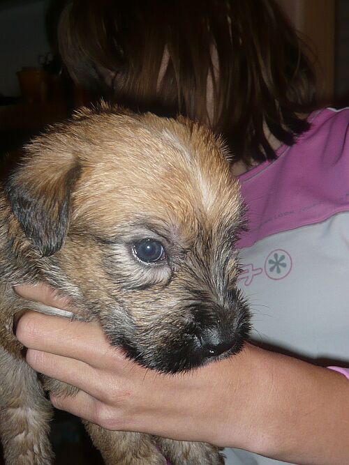 Softcoated wheaten terrier - foto povečava