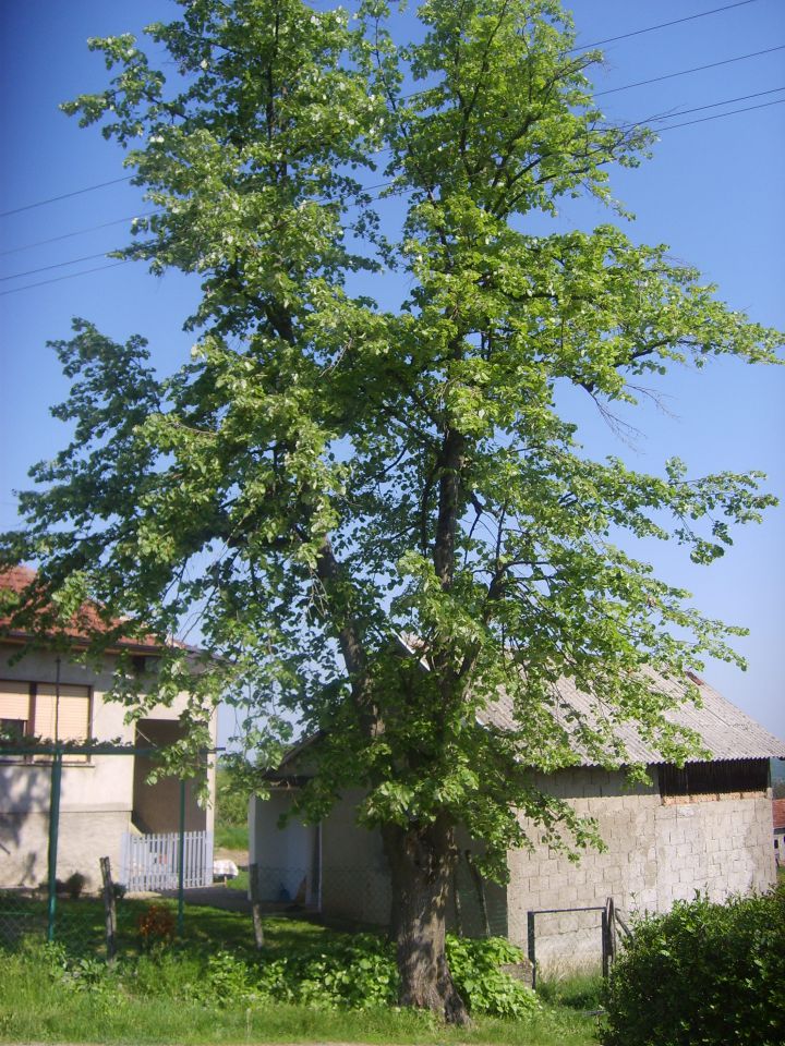 Bosna u maju 2012 - foto povečava