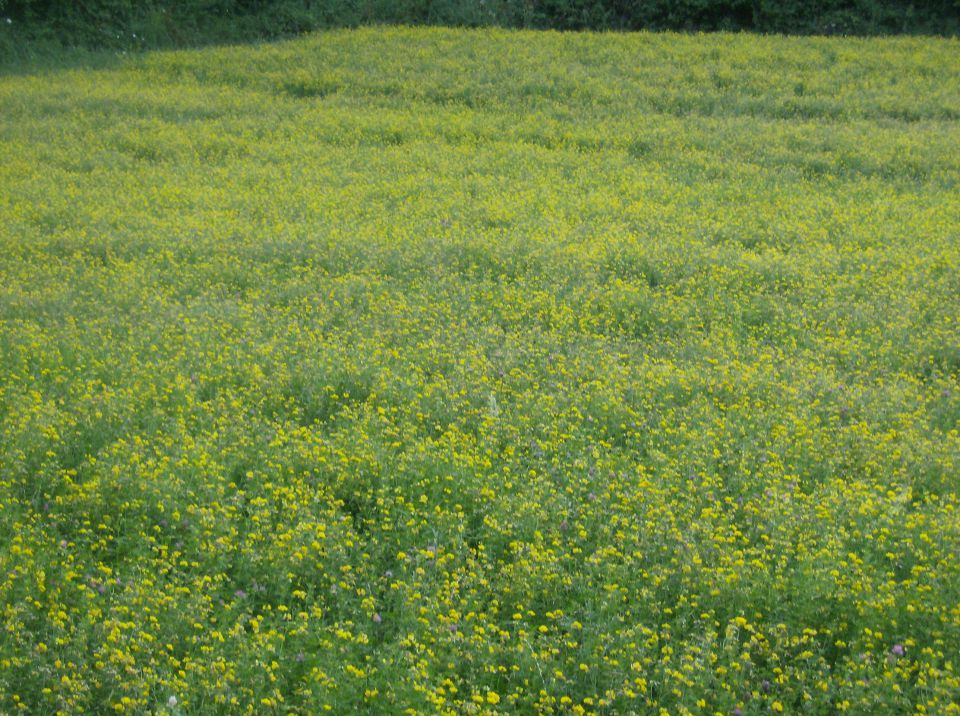 LJEPOTE MOGA KRAJA GALJIPOVCI 17.07.2012 - foto povečava